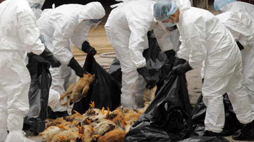 越南广宁省决定暂时停止从中国进口家禽