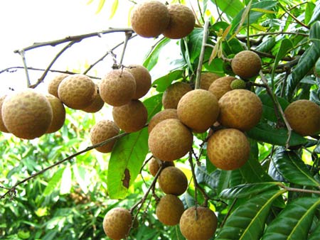 Hưng Yên bình tuyển nhãn đầu dòng để bảo tồn giống cây đặc sản