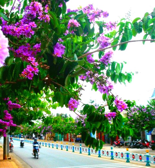 Long Khanh flooded with the violet of crape myrtle flowers