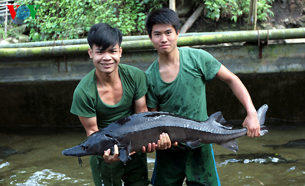 Breeding salmon at frontier post Pa Vay Su