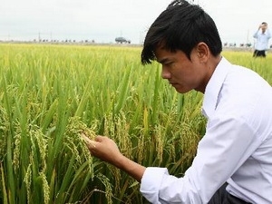 Vietnam, IRRI boost cooperation