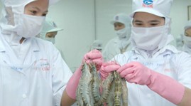 Japan ends trifluralin tests on Vietnamese shrimp