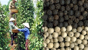 Pepper exports fetch USD370 million in four months