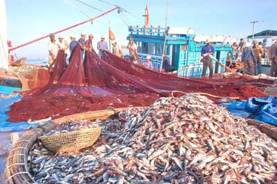 头5个月广宁省水产产量达逾3 2万吨