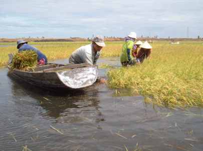 Đồng bằng sông Cửu Long Nông dân gặp khó khăn với vụ lúa hè thu