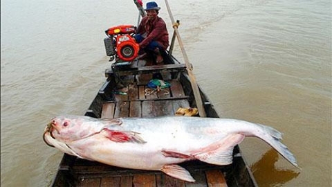 Dams could signal death knell for Mekong giant catfish
