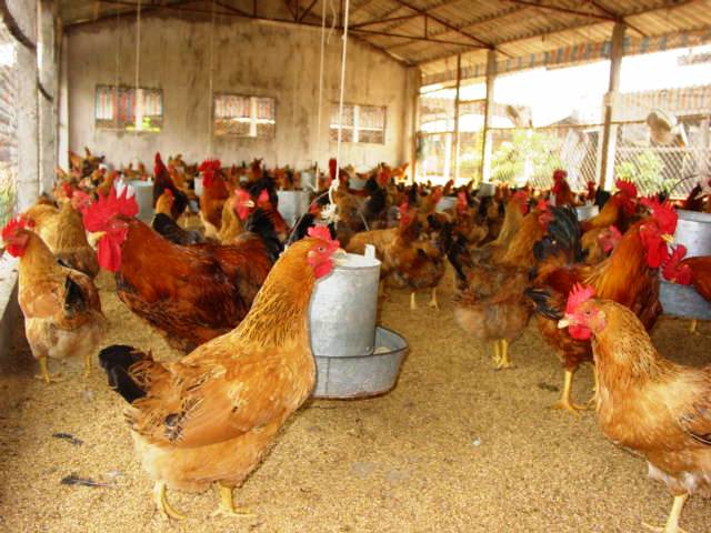 Vĩnh Phúc Phát triển bền vững ngành chăn nuôi