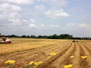 La FAO appelle à des efforts continus dans la lutte contre la faim