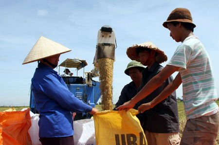 14 commercial banks to lend for summer-autumn rice purchases
