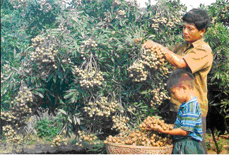 Hưng Yên thực hiện 27 đề tài, dự án chuyển đổi cơ cấu cây trồng, vật nuôi