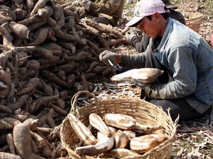 Cassava exports can earn USD2 billion