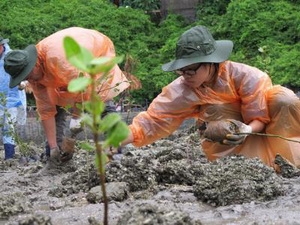 越日大学生参加下龙湾红树林植树活动