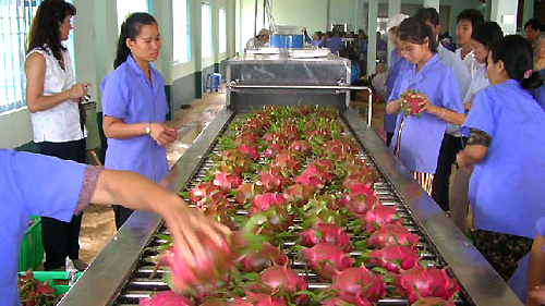 Dragon fruit targets USD1 billion in exports for 2013