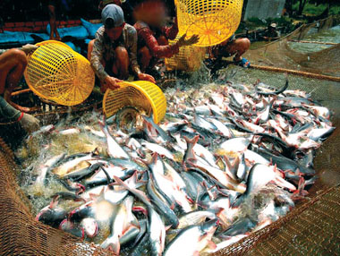 VND64 billion to build sustainable tra fish supply chain