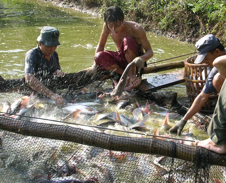 Tra fish exports to Thailand hit over USD14 million
