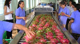 Promising prospect of Vietnamese fruit exports to the US market
