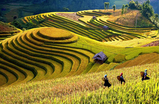 Bientôt la semaine culturelle, sportive et touristique Mu Cang Chai 2013
