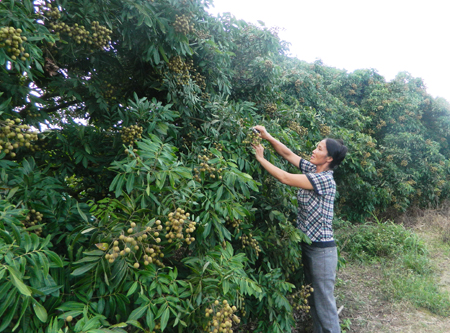 Thành phố Hưng Yên Nhãn sớm mất mùa