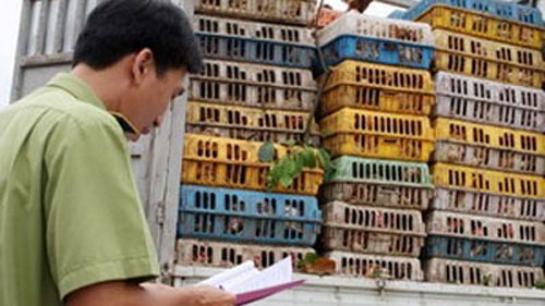 广宁省查获6 8吨走私鸡肉