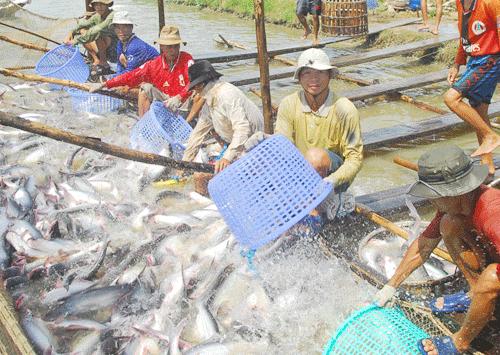 Setting up a sustainable pangasius supply chain in Vietnam