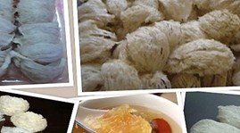 Bloomberg highlights Vietnam’s edible bird spit industry