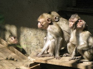 广宁省将70只长尾猕猴放回大自然