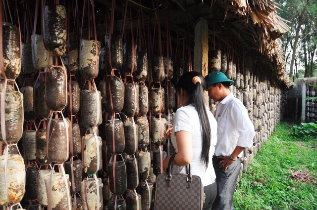 Vĩnh Phúc Đưa kĩ thuật trồng nấm tới bà con nông dân