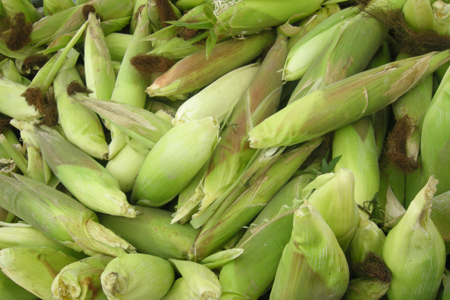 Hơn 15 tỷ đồng hỗ trợ sản xuất vụ đông năm 2013