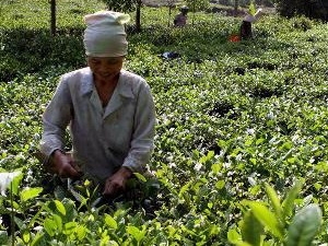 Tea brands need quality boost to expand export