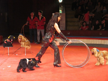 Bientôt le gala national du cirque