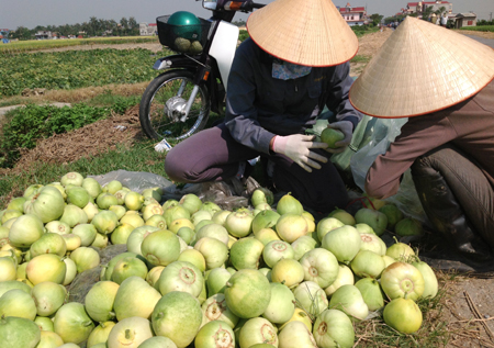 Dư nợ cho vay lĩnh vực nông nghiệp, nông thôn 7 tháng 2013 đạt trên 7 300 tỷ đồng