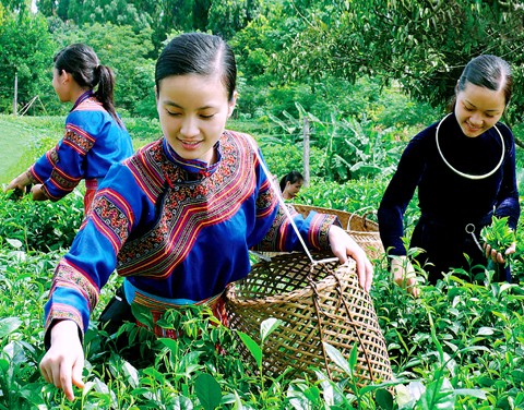 Hanoi to host fifth International Tea Meeting