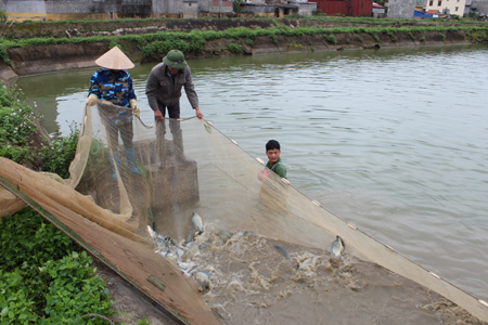 前8个月，广宁省水产产量达逾5 85万吨