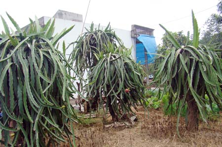 Eight-month state budget revenue in Ba Che rises slightly