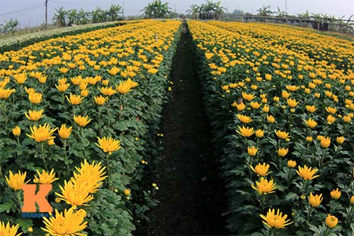 Visite du village floricole de Tay Tuu à l’occasion du Tet