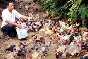 Hưng Yên Tết rộn ràng ở làng gà Đông Tảo