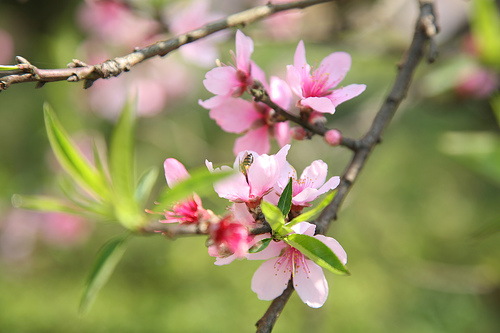 Les fleurs du printemps au Tay Bac