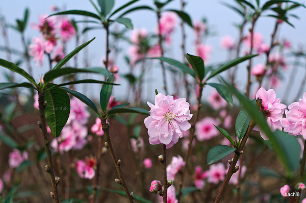 春节赏花——越南文化之美
