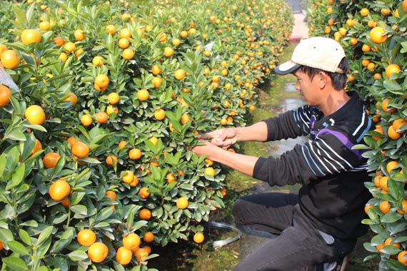 Quất Quảng Bá khoe sắc ngày giáp Tết
