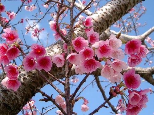 广宁注重树立发展“云屯岛县石桃”品牌