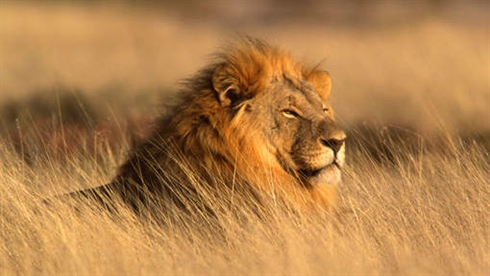 La disparition des grands carnivores menace l écosystème de la planète