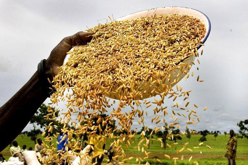 Thế giới đang lãng phí số lương thực đủ dùng cho 2 tỷ người