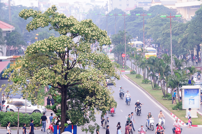 Alstonia scholaris on Hanoi streets