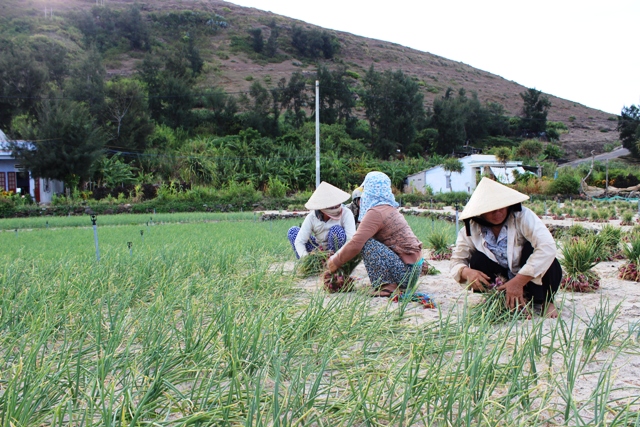 Thương nhớ Lý Sơn