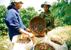 Central highlands provinces enjoy bumper coffee crop