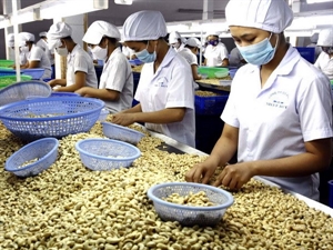Cashew nut price expected to rise in 2015
