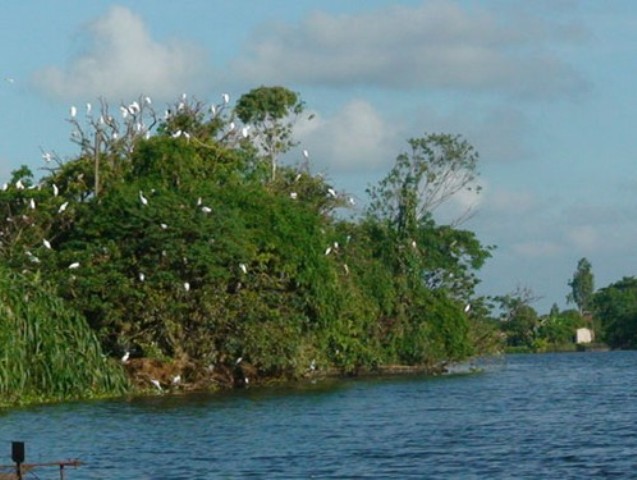 Stork Island in Hai Duong to be ranked as National Relic