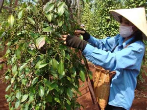 Pepper exports expected to reach USD1 3 billion