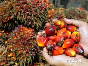 Indonesia remains world’s top palm oil producer till 2020