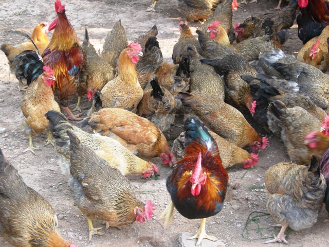 Tăng cường phòng chống dịch bệnh mùa Đông – Xuân